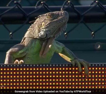 Iguana Interrupts Tennis Match at Miami Open